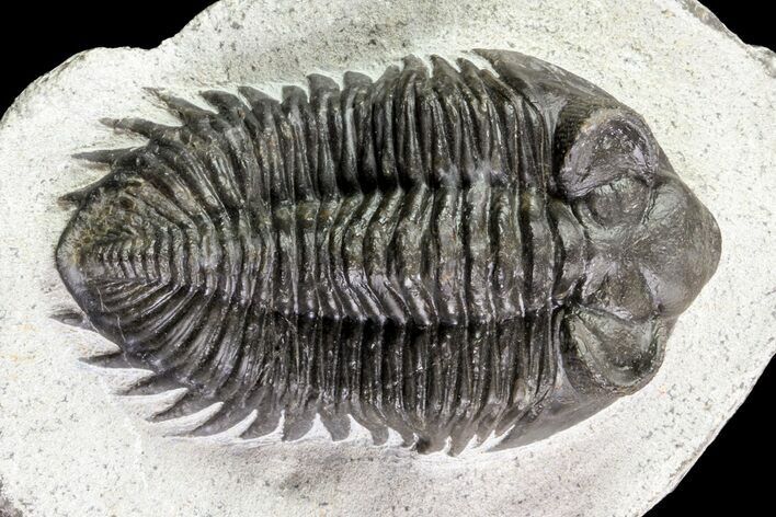 Coltraneia Trilobite Fossil - Huge Faceted Eyes #75457